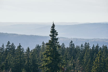 pine tree at cloudy sky thumbnail
