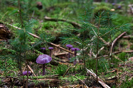 purple mushroom thumbnail