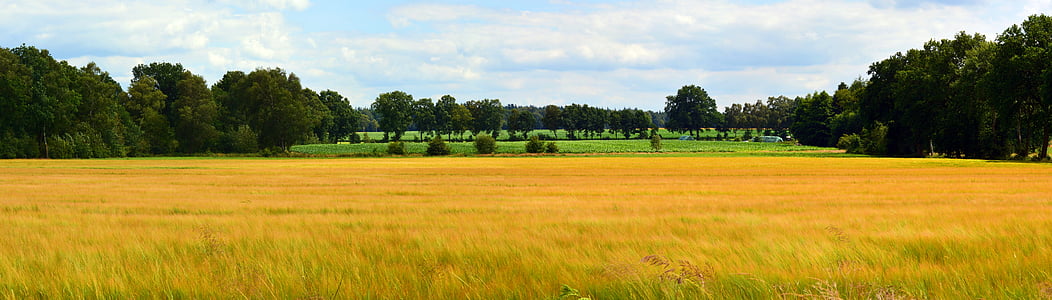 photography of wheat field thumbnail