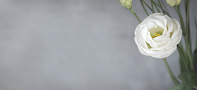 white lisianthus closeup photo thumbnail