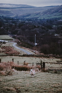 white sheep standing green grass thumbnail