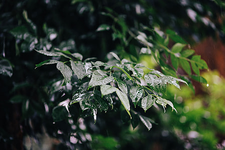 Wet spring garden thumbnail