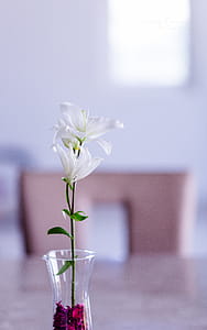 Selective Focus Photography of White Petaled Flower in Vase thumbnail