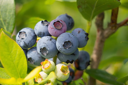 black berries thumbnail