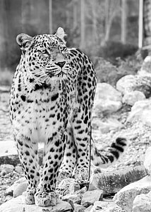 Persian Leopard, Leopard thumbnail