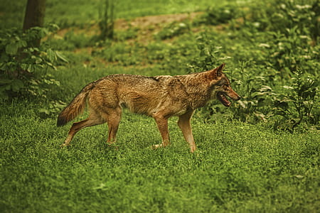 brown fox on grass land thumbnail
