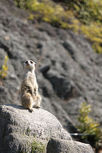 Nagasaki Bio Park, Animal Thinking thumbnail