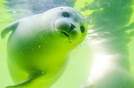 gray sea lion thumbnail