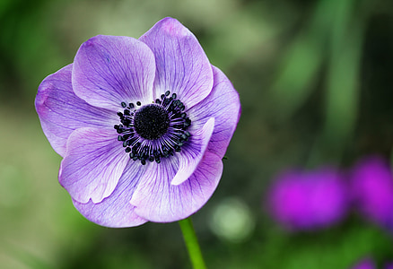 macro shot photo of purple anemone flower thumbnail