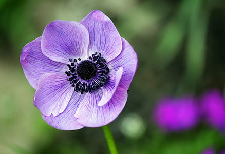 nature, purple, petals, plant thumbnail