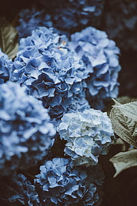 selective focus photography of blue hydrangea flowers thumbnail