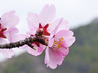 Almond Tree, Almond Flower thumbnail