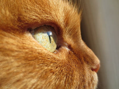 close-up of orange tabby cat thumbnail