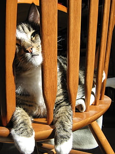 gray tabby cat on chair thumbnail