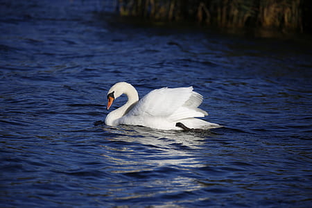 white swan thumbnail