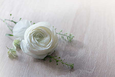 white rose thumbnail