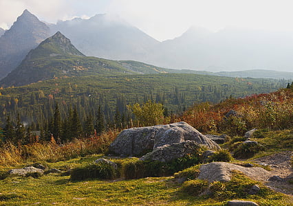 forest mountain during daytime thumbnail