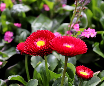 selective focus photography of red flowers thumbnail