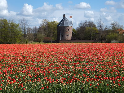red tulip garden during daytime thumbnail