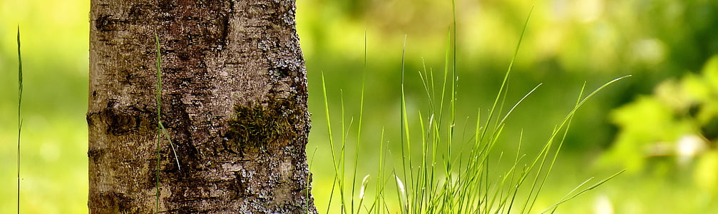 brown tree trunk thumbnail