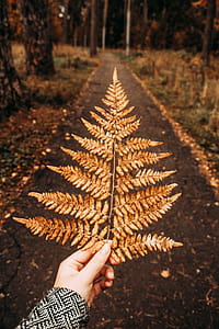 Photography of Person Holding Dry Fern Leaves thumbnail