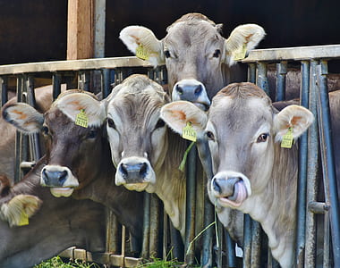 photo of herd of cows thumbnail