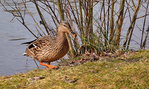 duck near body of water and plants thumbnail