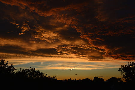 silhouette of trees during golden hour thumbnail