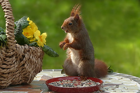 red squirrel beside brown wicker basket thumbnail