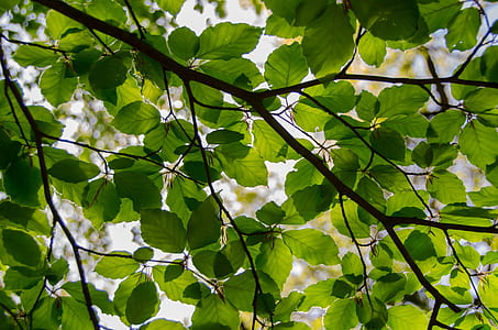 green leafed tree thumbnail