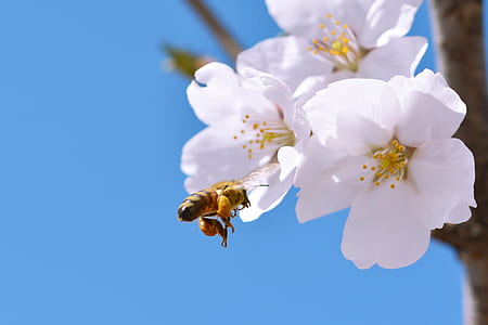 white flowers thumbnail