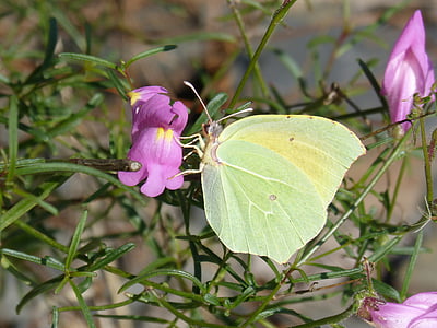 green butterfly perch on purple petaled flower thumbnail