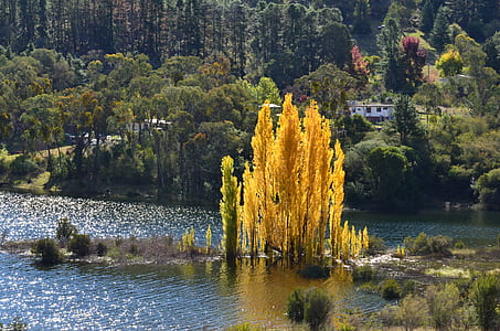 pine tree forest near body of water thumbnail