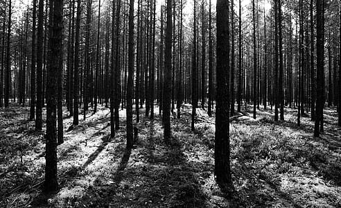 Grayscale Photography Of Forest thumbnail