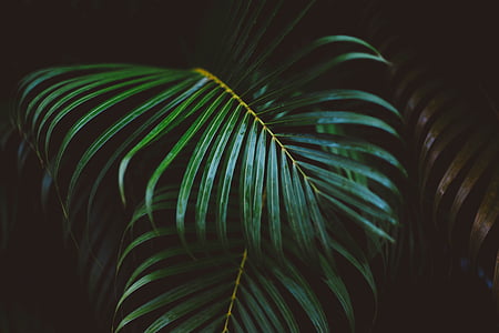 palm plant leaf thumbnail