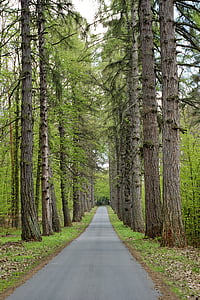 road between trees during daytime thumbnail