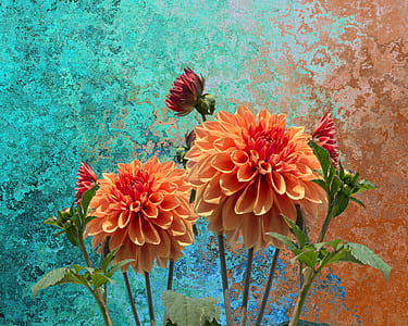 orange and red flowers thumbnail