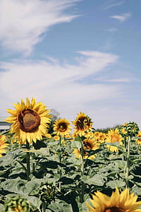 common sunflowers under white sky thumbnail