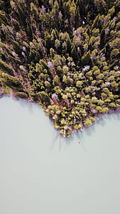 top view photography of trees and body of water at daytime thumbnail
