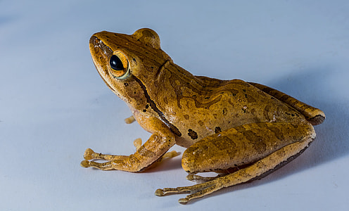 brown frog on white surface thumbnail
