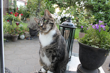 short-fur gray and white tabby cat sitting near purple petaled flower thumbnail