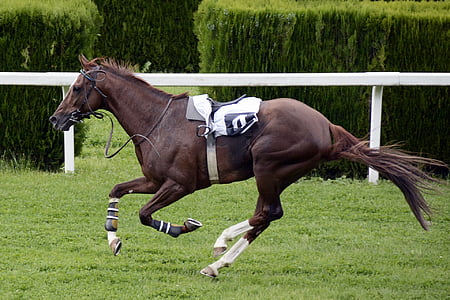 panning photography of black horse with saddle thumbnail
