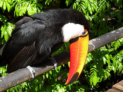 toucan on metal rod thumbnail