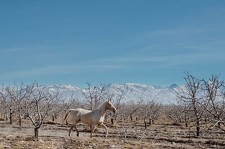 white horse near trese thumbnail