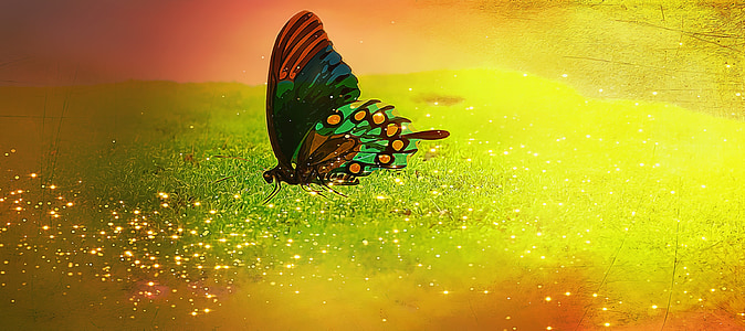 green and red butterfly illustration thumbnail