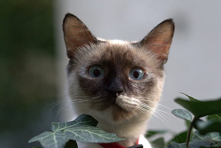 selective focus photography of Siamese cat thumbnail