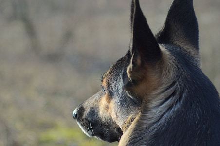 closeup photography of tan and black German shepherd thumbnail