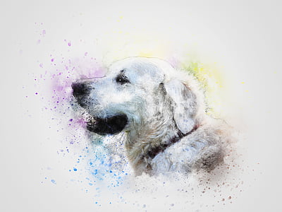 photo of white dog thumbnail