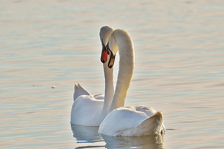 selective focus photograph of two swans thumbnail