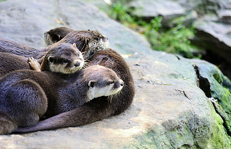 herd of otters laying on brown rock during daytime thumbnail